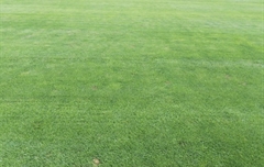 山東濟(jì)南某運(yùn)動(dòng)場(chǎng)草坪病害處理